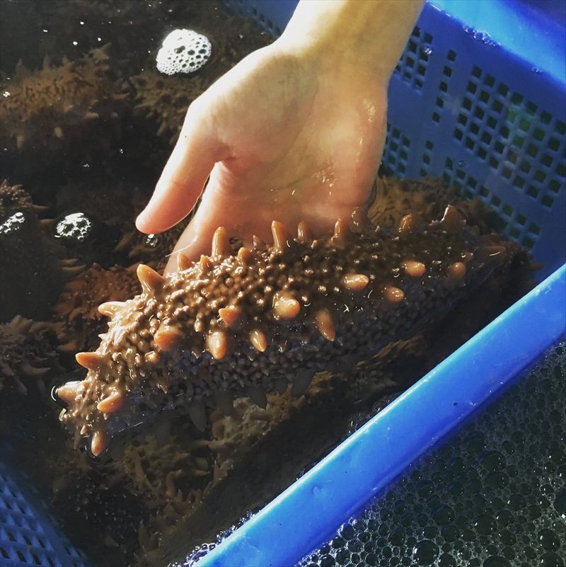 高級品とされる、北海道日本海側のマナマコ。